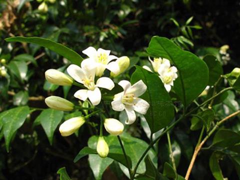 千里香香精